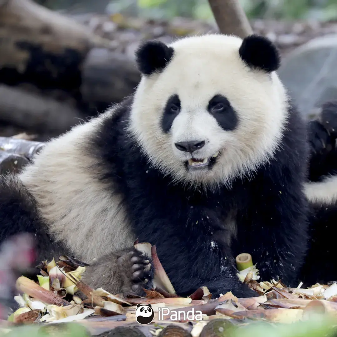 panda-panda是什么电视品牌