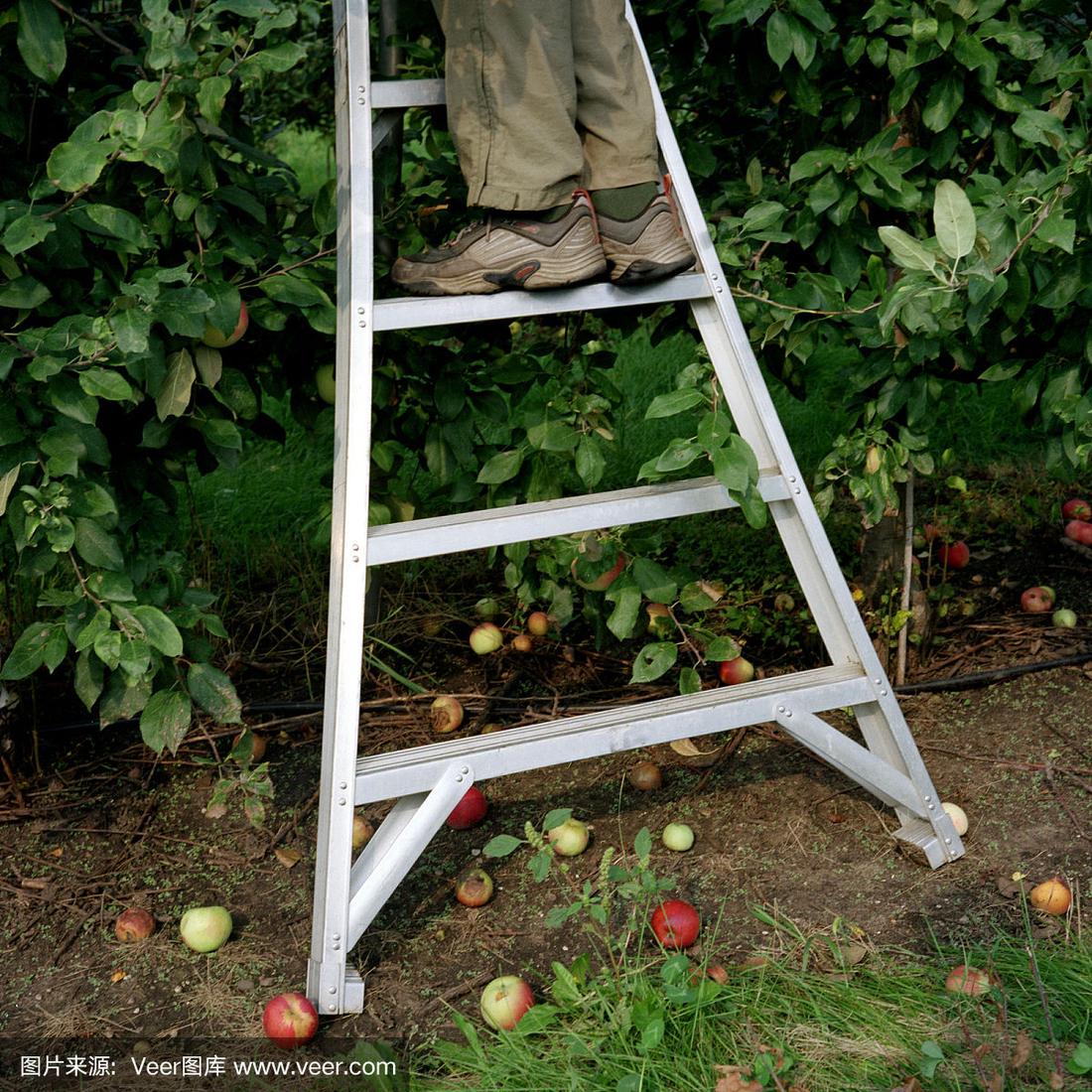 苹果可以用的梯子-苹果用的梯子有哪些