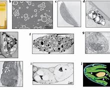 plastoglobuli，plastoglobulin