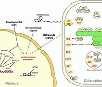 plastoglobuli，plastoglobulin