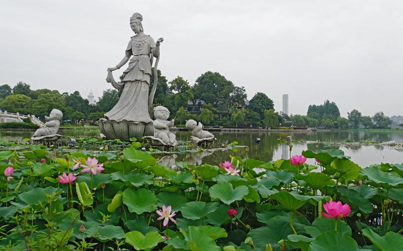 南京玄武湖现罕见6瓣桃花,南京玄武湖上的荷花女神叫什么