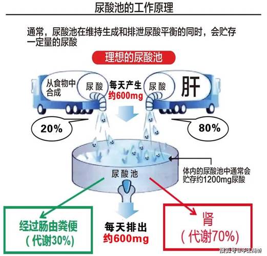 什么是尿酸?:什么是尿酸尿酸是怎么形成的